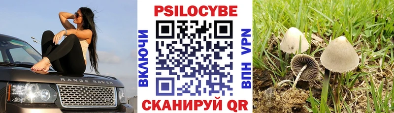Псилоцибиновые грибы Psilocybine cubensis  Купить закладки  Новомичуринск 